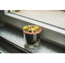 Venus vliegenval in een glas op een vensterbank