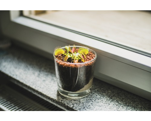 Venus vliegenval in een glas op een vensterbank