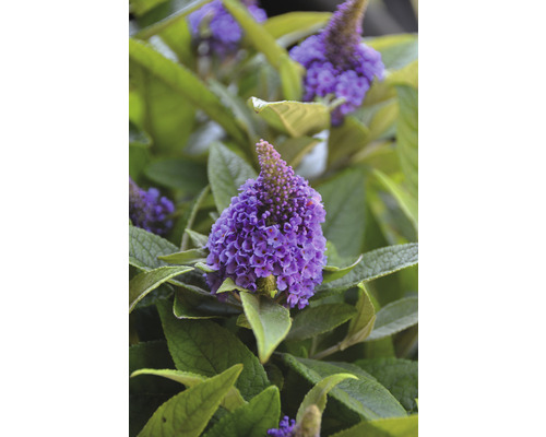 Close-up van een vlinderstruik met paarse bloemen