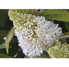 Close-up van een witte vlinderstruik bloem