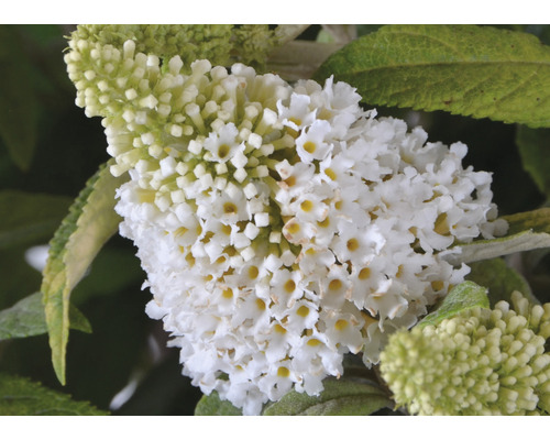 Close-up van een witte vlinderstruik bloem