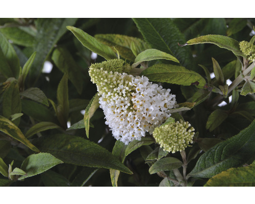 Close-up van een bloeiende vlinderstruik