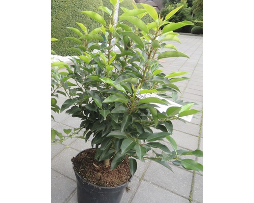 Laurierkers in pot voor de tuin