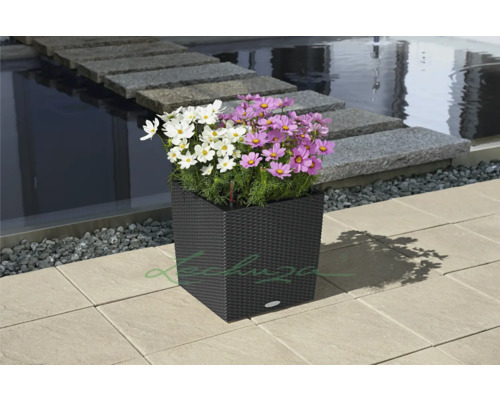 Bloembak met witte en paarse cosmea''s buitenshuis