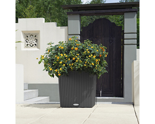 Decoratieve plantenbak met geel bloeiende planten buitenshuis.