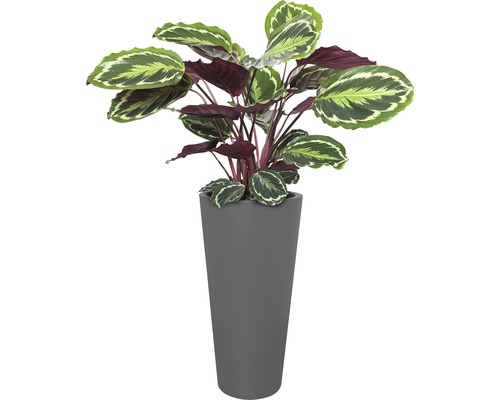 Pijlwortel kamerplant in een slanke, grijze plantenbak