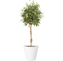 Benjamin vijg in witte pot
