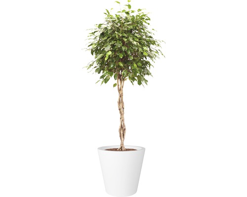 Benjamin vijg in witte pot
