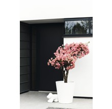 Decoratieve roze bloeiende boom in een witte plantenbak naast een deur