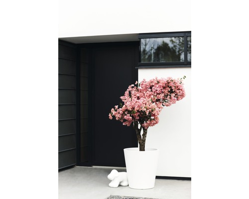 Decoratieve roze bloeiende boom in een witte plantenbak naast een deur