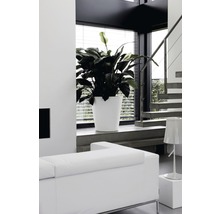 Moderne woonkamer met plant in witte plantenbak bij het raam