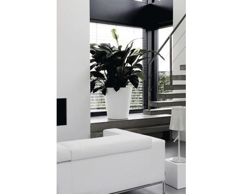 Moderne woonkamer met plant in witte plantenbak bij het raam