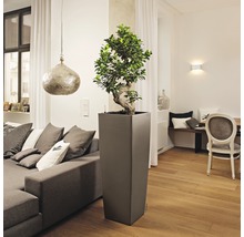 Woonkamer met plant in hoge plantenbak