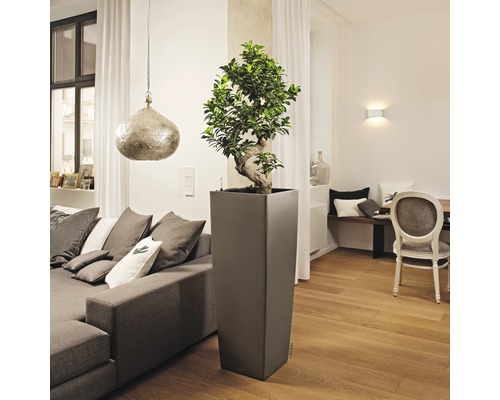 Woonkamer met plant in hoge plantenbak