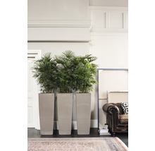 Drie hoge, smalle plantenbakken met groene planten in een heldere ruimte.