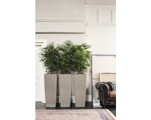 Drie hoge, smalle plantenbakken met groene planten in een heldere ruimte.