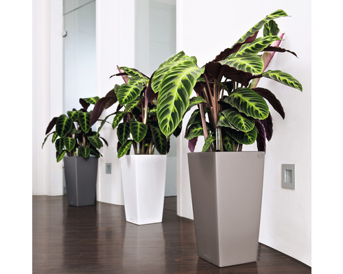 Drie Calathea planten in grijze, witte en beige plantenbakken in een interieur