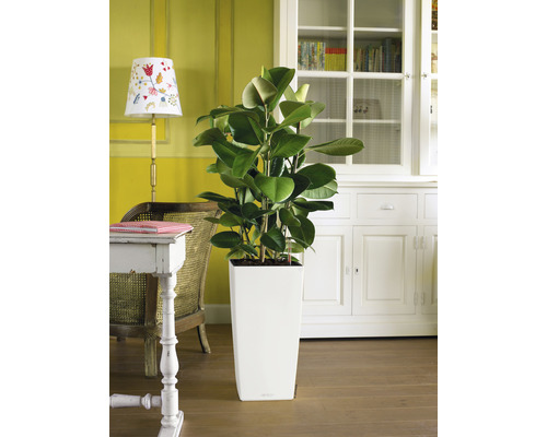 Rubberplant in een hoge, witte plantenbak in een woonkamer.