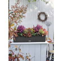 Decoratieve plantenbak met herfstbloemen op een terras