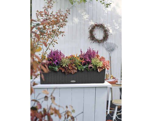 Decoratieve plantenbak met herfstbloemen op een terras