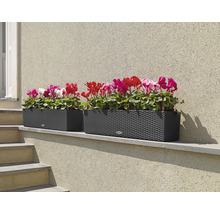 Twee rechthoekige plantenbakken met bloemen op een muur