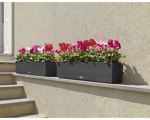 Twee rechthoekige plantenbakken met bloemen op een muur
