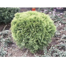 Bolvormige thuja in een tuinperk