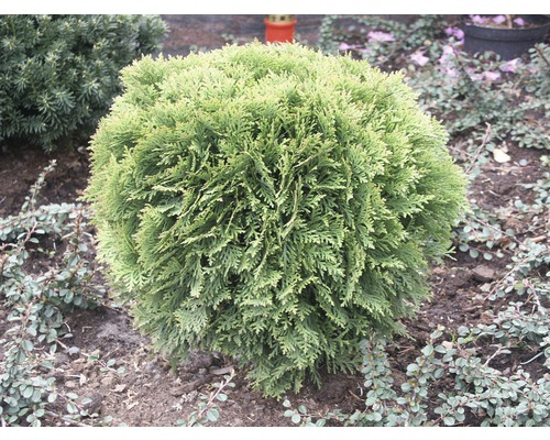 Bolvormige thuja in een tuinperk