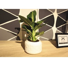 Kamerplant in pot