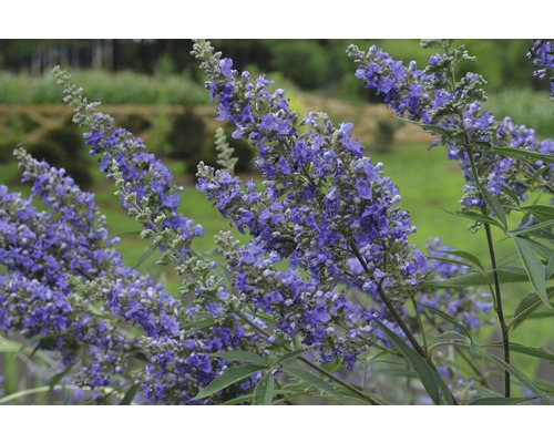 Bloeiwijze van een winterharde soort monnikspeper in de tuin
