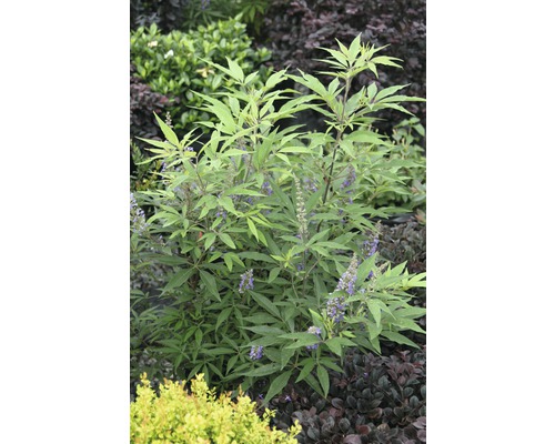 Bloeiende struik met groene bladeren en paarse bloemen