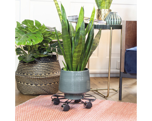 Kamerplanten in potten op een vloerkleed