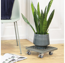 Kamerplant in een pot op een plantenroller, naast een stoel en een boek.