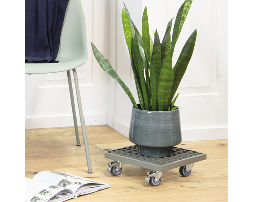 Kamerplant in een pot op een plantenroller, naast een stoel en een boek.