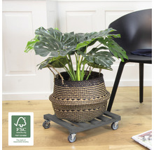 Kamerplant in een mand op een plantenroller met wielen en FSC-keurmerk
