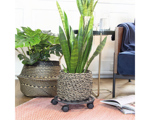 Kamerplanten in gevlochten potten op een plantenroller in een woonkamer