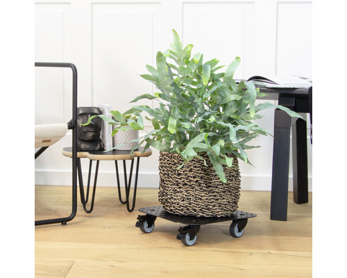 Kamerplant in een mand op een plantenroller