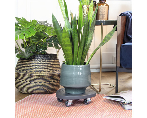 Kamerplant in pot op een plantenroller in de woonkamer.