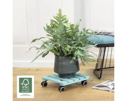 Kamerplant in pot op een houten plantenroller met wielen en FSC keurmerk.