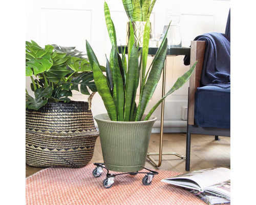 Kamer met planten, plantenpot en plantenroller voor eenvoudig transport