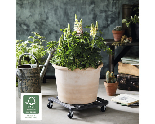 Bloempot met plant op rolplank en FSC keurmerk