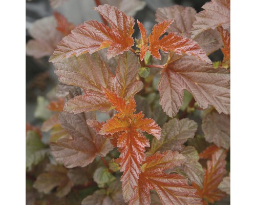 FLORASELF® Blaasspirea Physocarpus opulifolius 'Lady Red' potmaat Ø24 cm