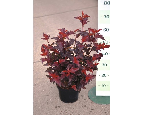 Blaasspirea in een pot met hoogteaanduiding