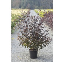 Sneeuwbalspirea Physocarpus opulifolius 'Lady in Red' H 50-60 cm 1 Stuks