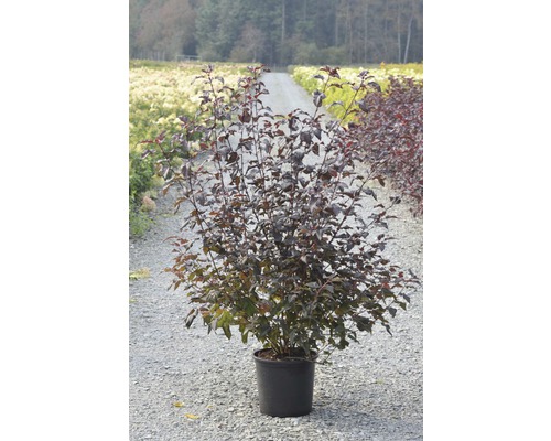 Blaasspirea in pot