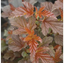Sneeuwbalspirea Physocarpus opulifolius 'Lady in Red' H 50-60 cm 1 Stuks