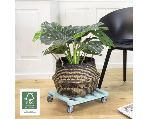 Kamerplant in mand op plantenroller met FSC keurmerk