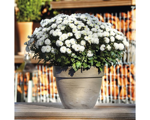 Chrysant in een pot