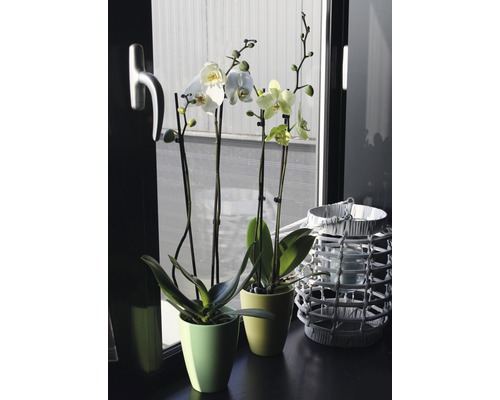 Twee bloeiende orchideeën in potten en een lantaarn op een vensterbank.