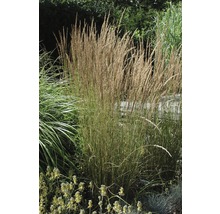 FLORASELF Struisriet Calamagrostis x acutiflora 'Karl Foerster' potmaat Ø 24 cm H 20-80 cm